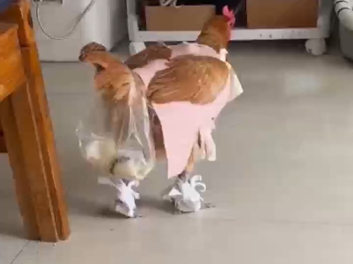 过年返程，亲戚硬塞一只鸡......
