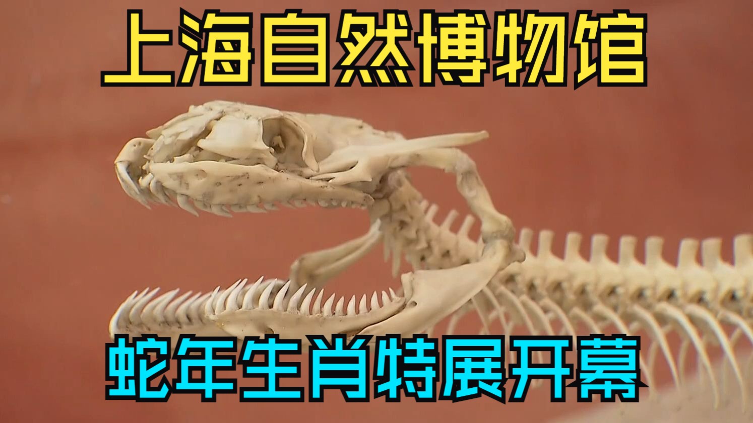 蛇年看蛇 上海自然博物馆蛇年生肖特展开幕