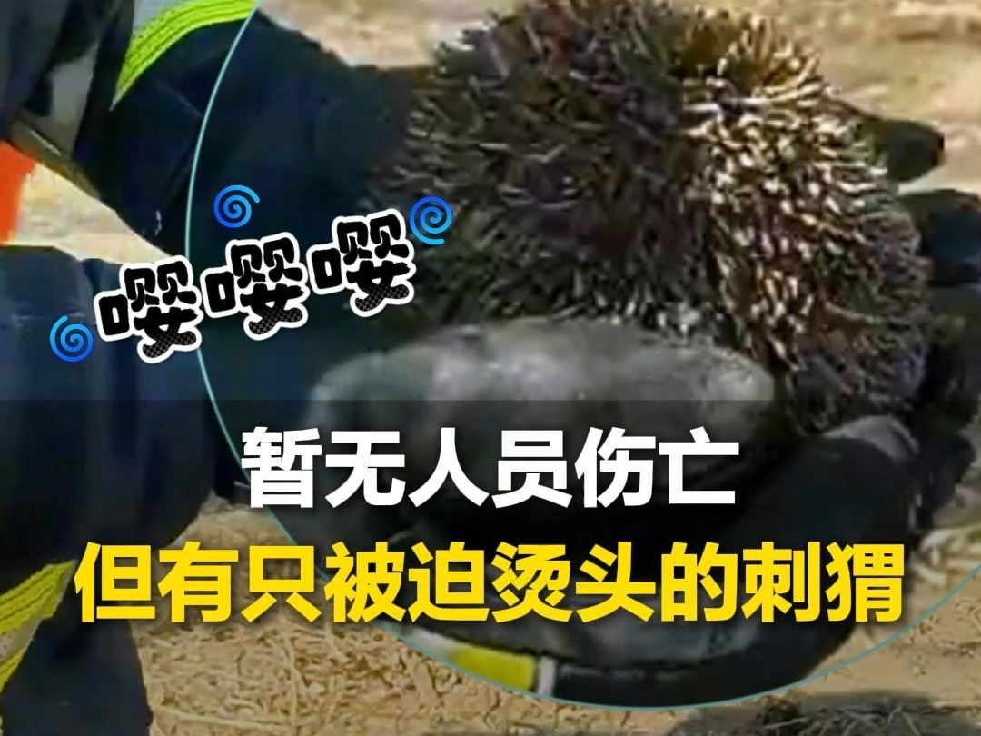 “暂无人员伤亡，但有只被迫烫头的刺猬”近日，天津消防员火场救