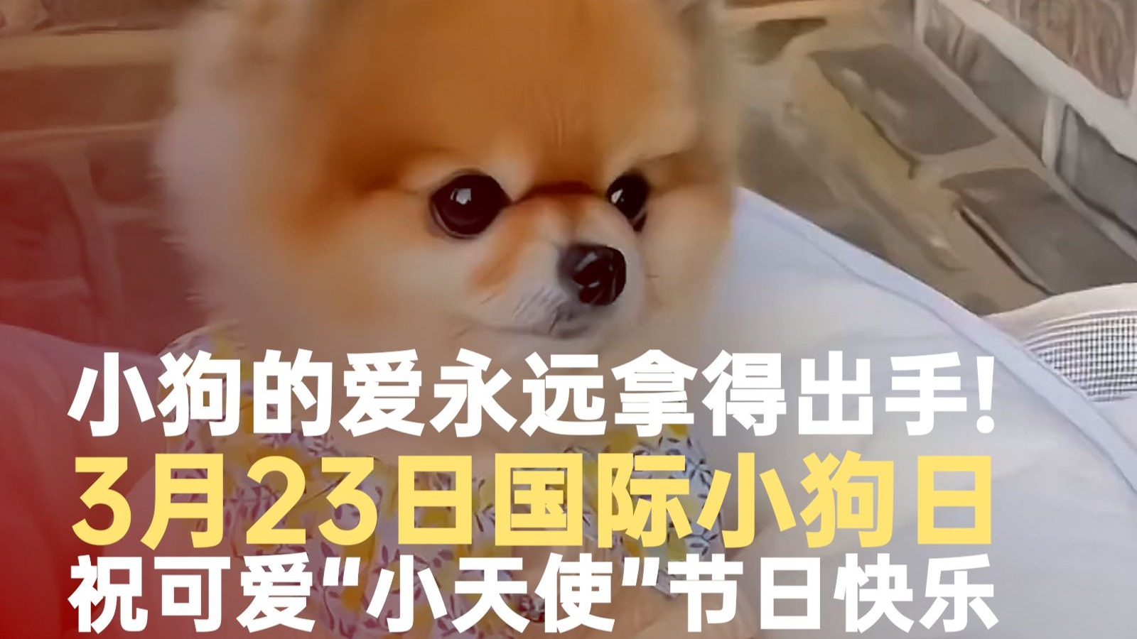 国际小狗日祝所有小狗节日快乐