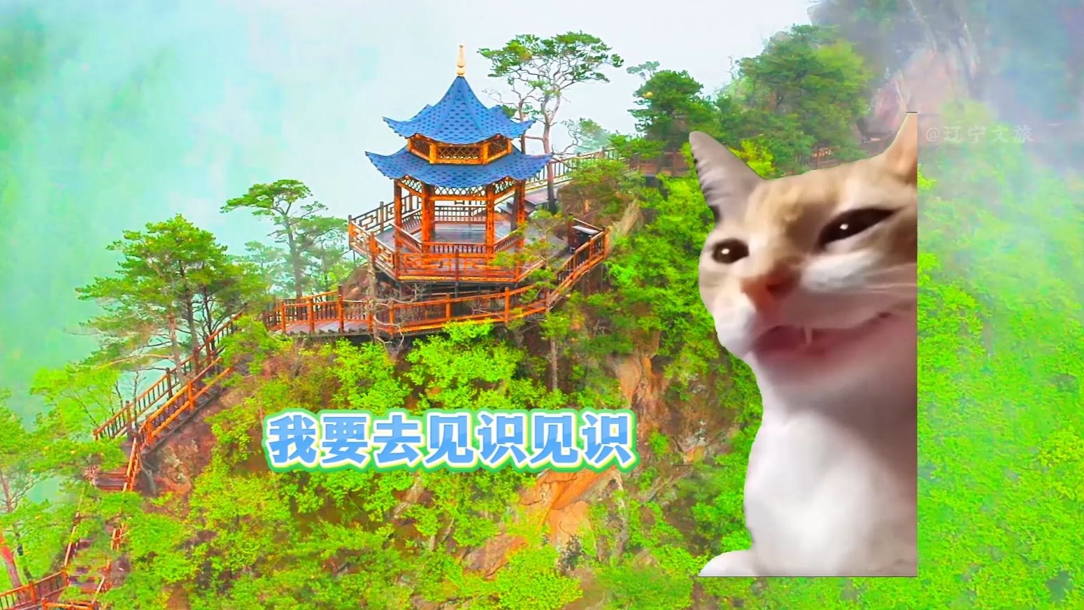 辽宁我来啦 本溪我来啦！看我“大玩四方”~#猫meme