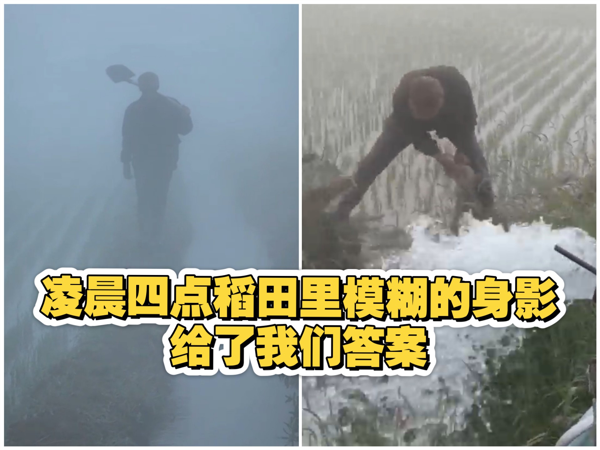 谁知盘中餐 粒粒皆辛苦。凌晨四点稻田里模糊的身影，给了我们