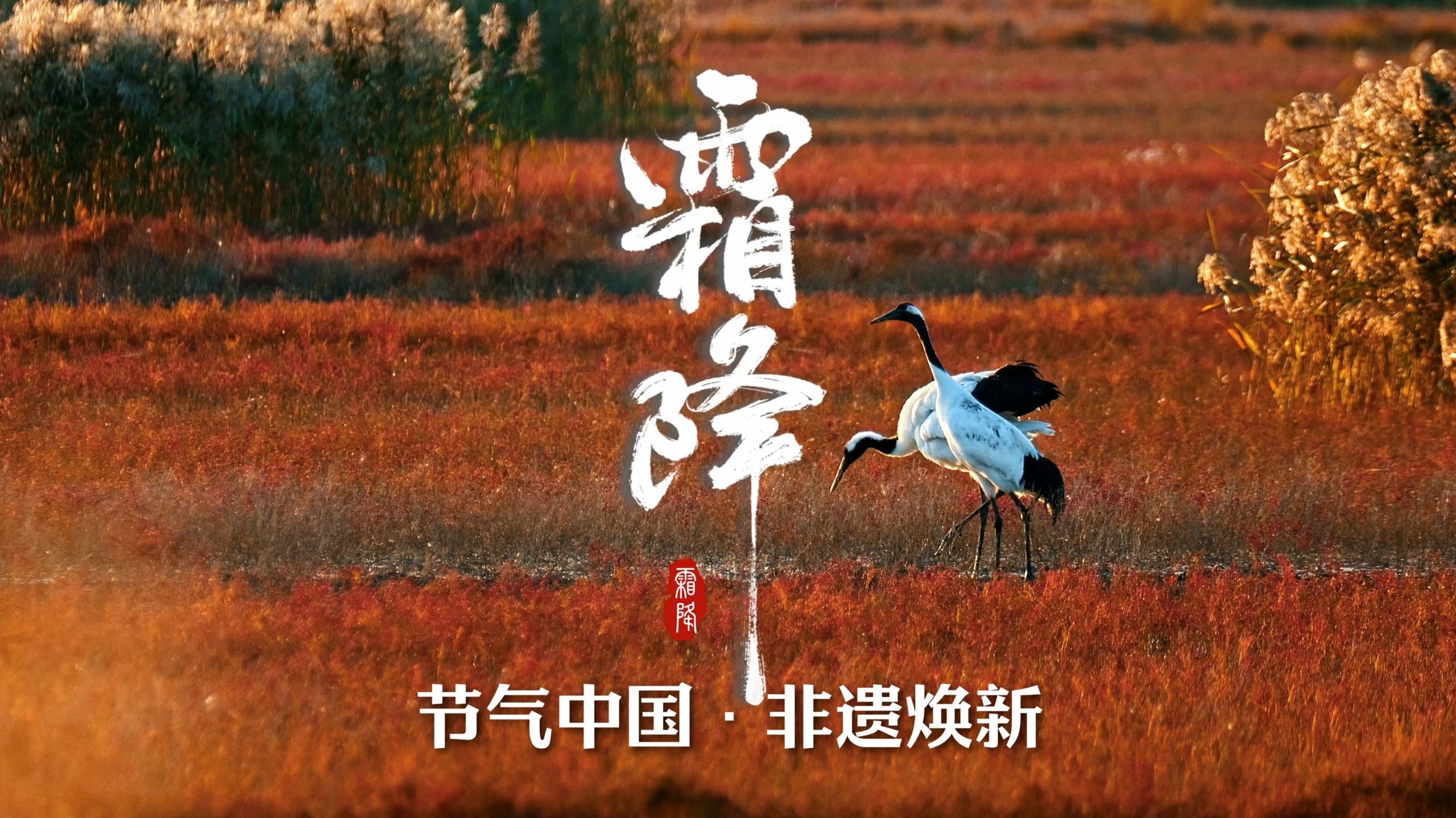 霜降,秋色向晚,好“柿”成“霜”~ 霜降,秋色向晚,好“柿”成“霜”~