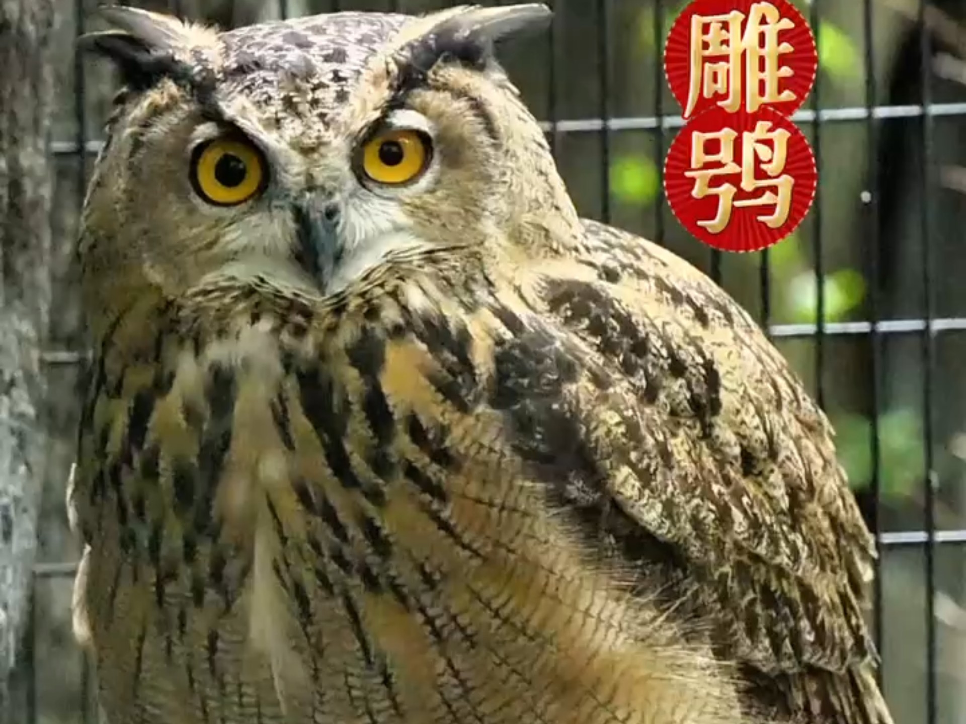 雕鸮萌力暴击! 雕鸮萌力暴击!