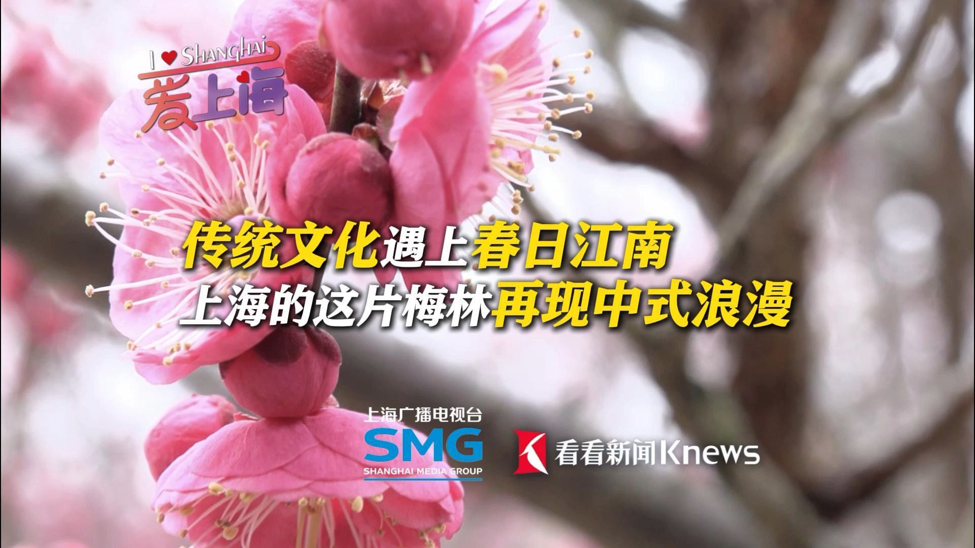 传统文化遇上春日江南 这片梅花林再现中式浪漫