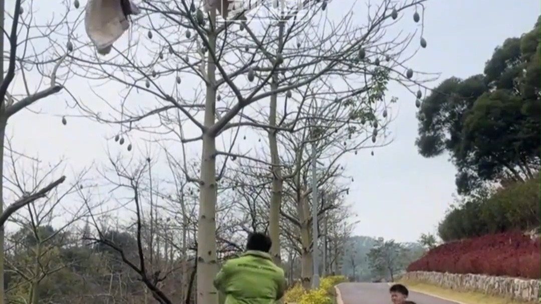 儿子的衣服挂在树枝上 爸爸用另一件衣服去砸 结果痛失两件衣