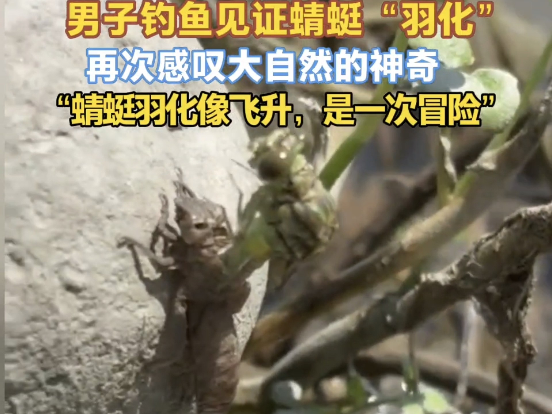 男子钓鱼见证蜻蜓“羽化”感叹大自然的神奇“蜻蜓羽化像飞升