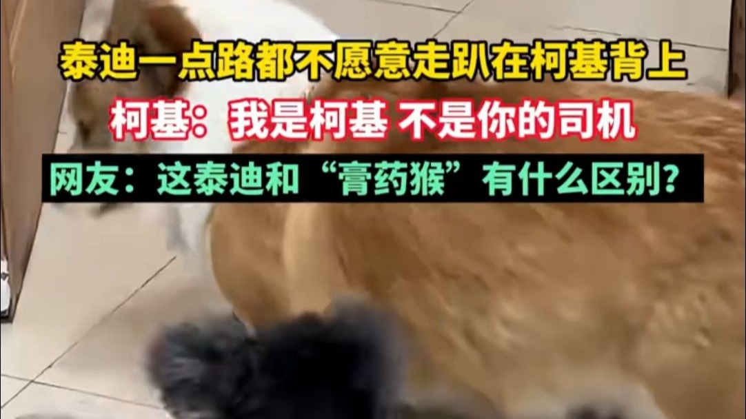 泰迪一点路都不愿意走趴在柯基背上，柯基：我是柯基 不是你的司
