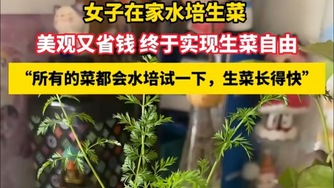 女子在家水培生菜，美观又省钱 终于实现生菜自由，“所有的菜都