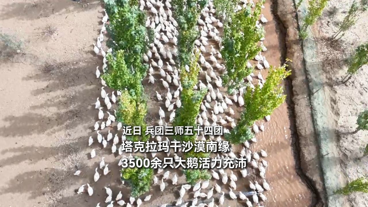 近日，兵团三师五十四团，塔克拉玛干沙漠南缘，3500余只大鹅活力充