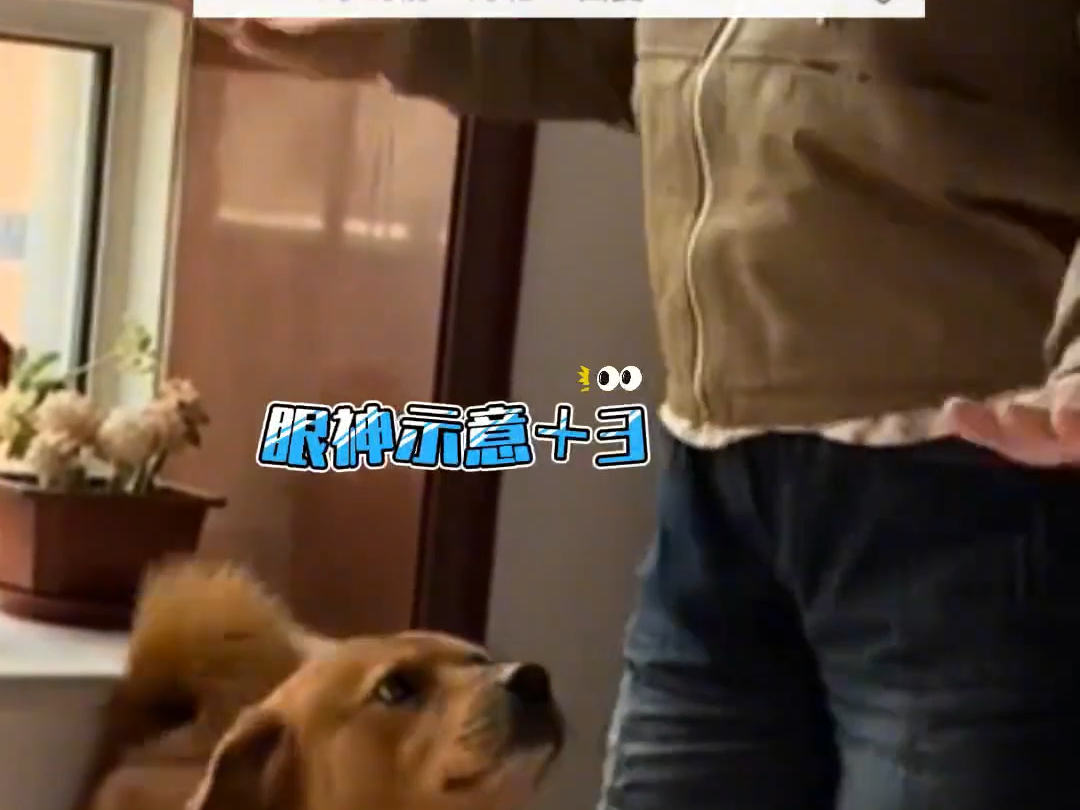 男子喊狗狗上床，狗狗不敢，并用眼神疯狂暗示