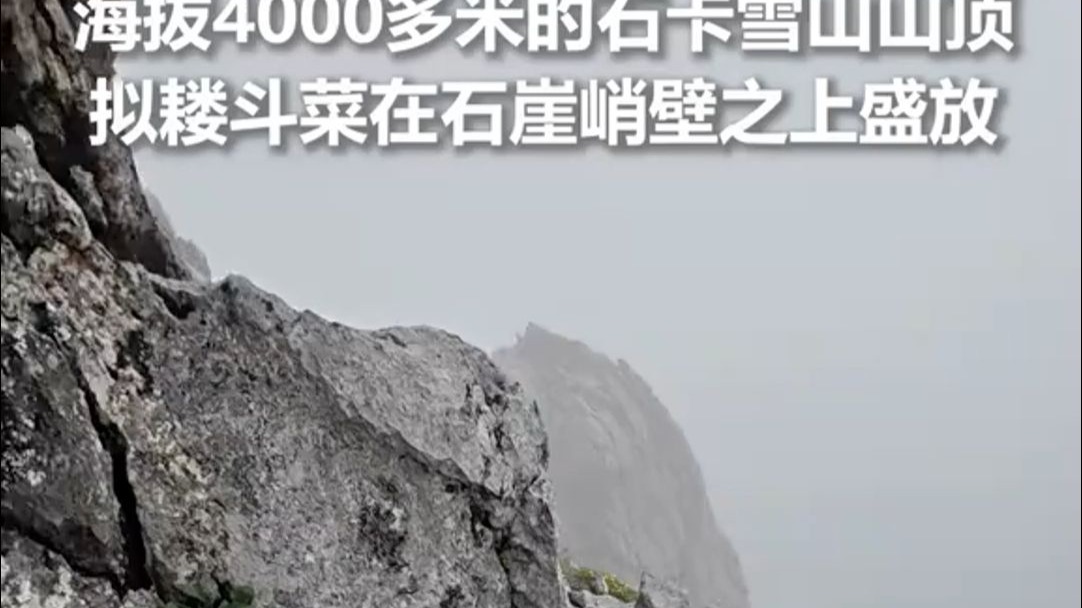 惊艳到了！海拔4000多米的石卡雪山山顶，拟耧斗菜在石崖峭壁之上