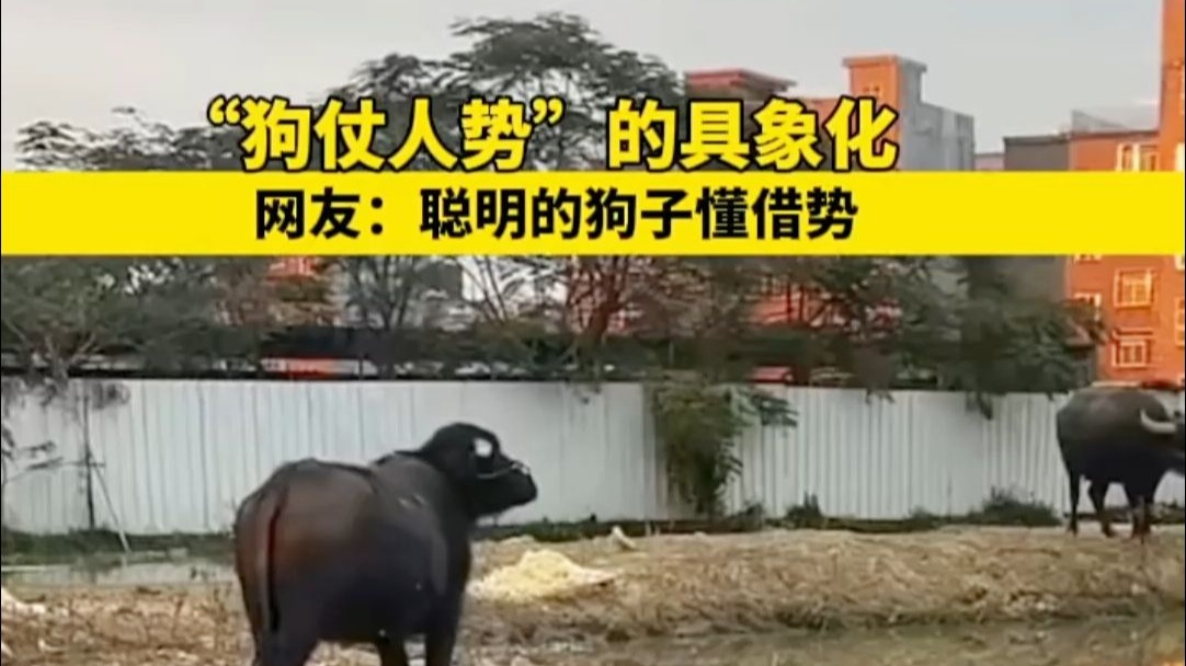 “狗仗人势”的具象化，网友：聪明的狗子懂借势。