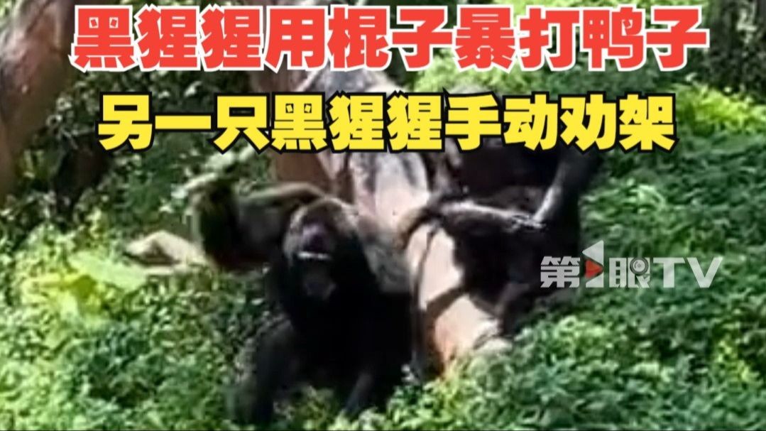 黄嘴鹮鹳误入黑猩猩领地被棒打，另一只黑猩猩手动劝架