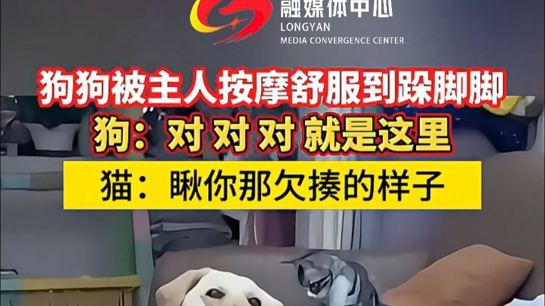 狗狗被主人按摩舒服到跺脚脚，猫：瞅你那欠揍的样子！