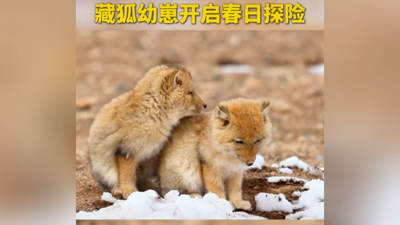 萌翻你！藏狐幼崽开启春日探险