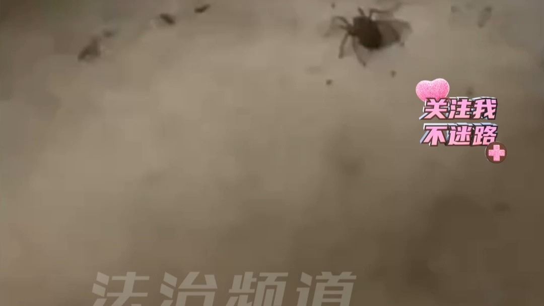 男子在家中发现蜘蛛 直接打死 没想到......