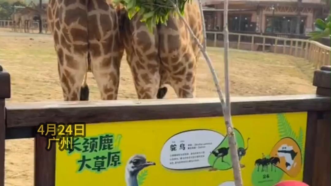 萌娃投喂长颈鹿被直接吊起，长颈鹿：你就说你这票值不值得吧！网友