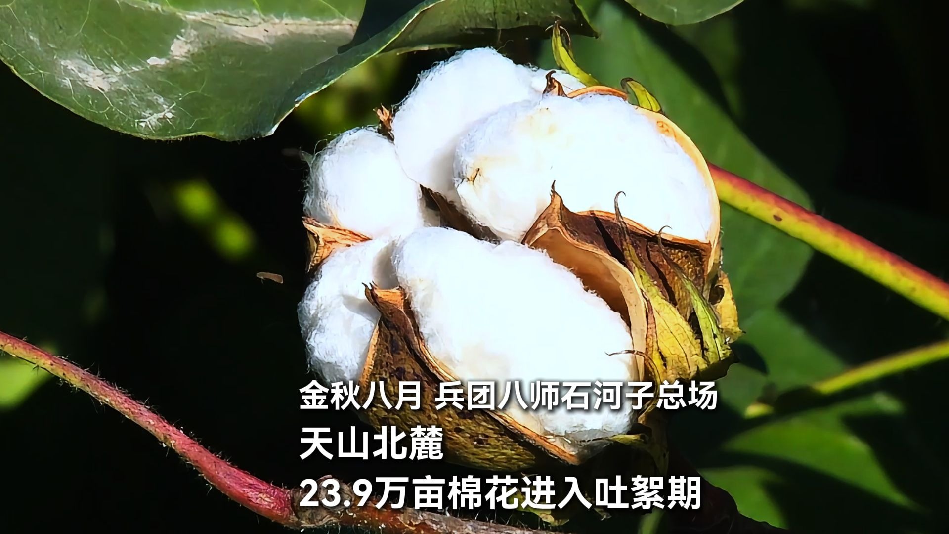 棉桃满枝头！八师石河子总场23.9万亩棉花丰收在望