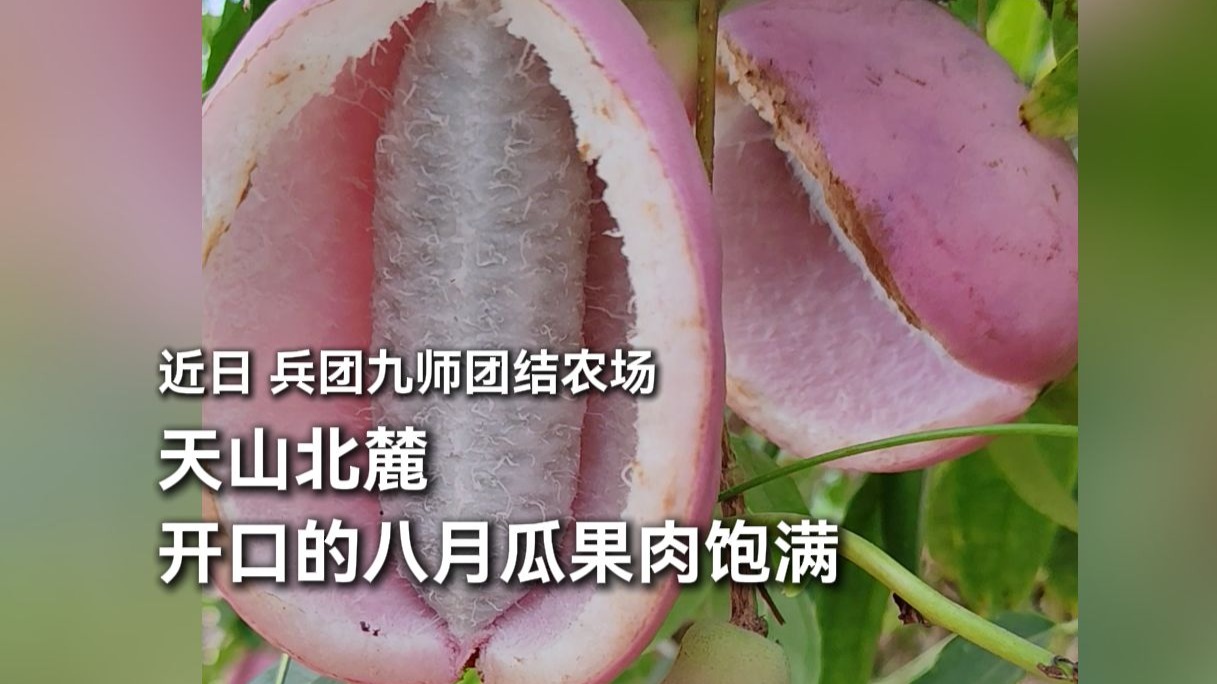 ”甜蜜炸裂“！近日，兵团九师团结农场开口的八月瓜果肉饱满。