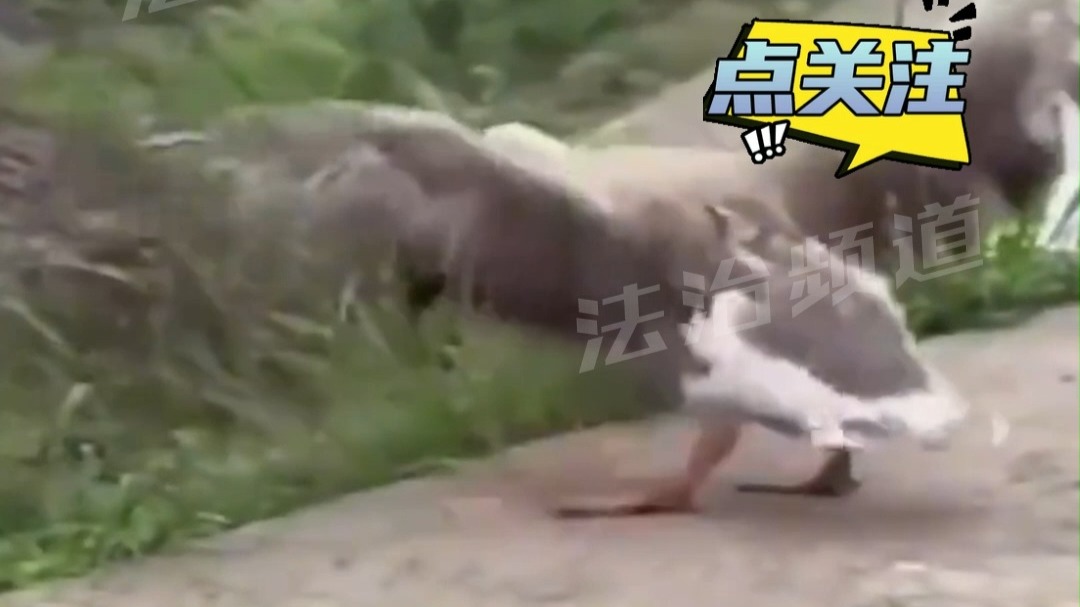 鹅：今天让你看看什么叫，一寸长一寸强