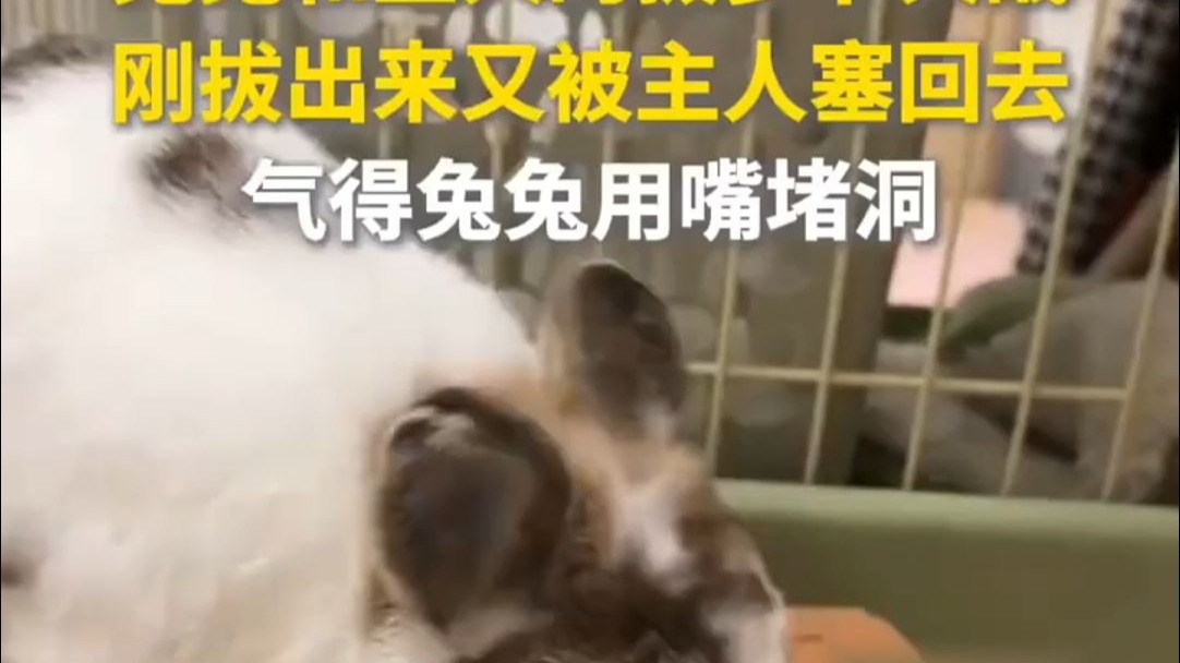 萌兔和主人上演拔萝卜大战，被“捉弄”后用嘴堵洞