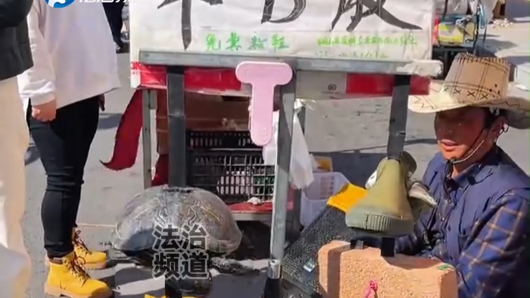 大爷卖胶水 用乌龟展示胶水粘性 王八：你清高！你了不起！