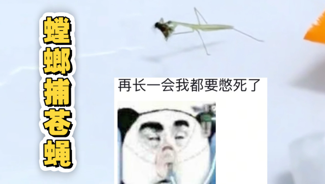 螳螂捕苍蝇，你准备好了吗？