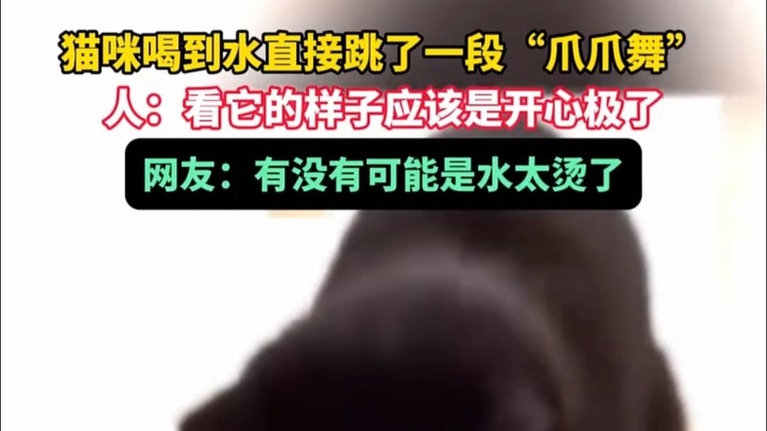 猫咪喝到水直接跳了一段“爪爪舞”，人：看它的样子应该是开心极