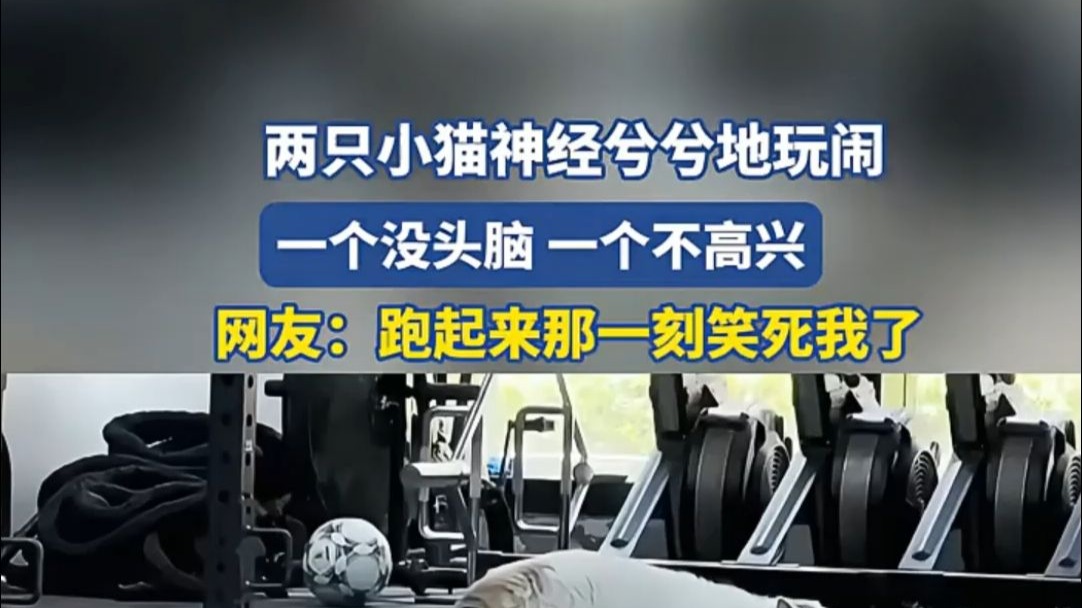 两只小猫神经兮兮地玩闹，一个没头脑一个不高兴。