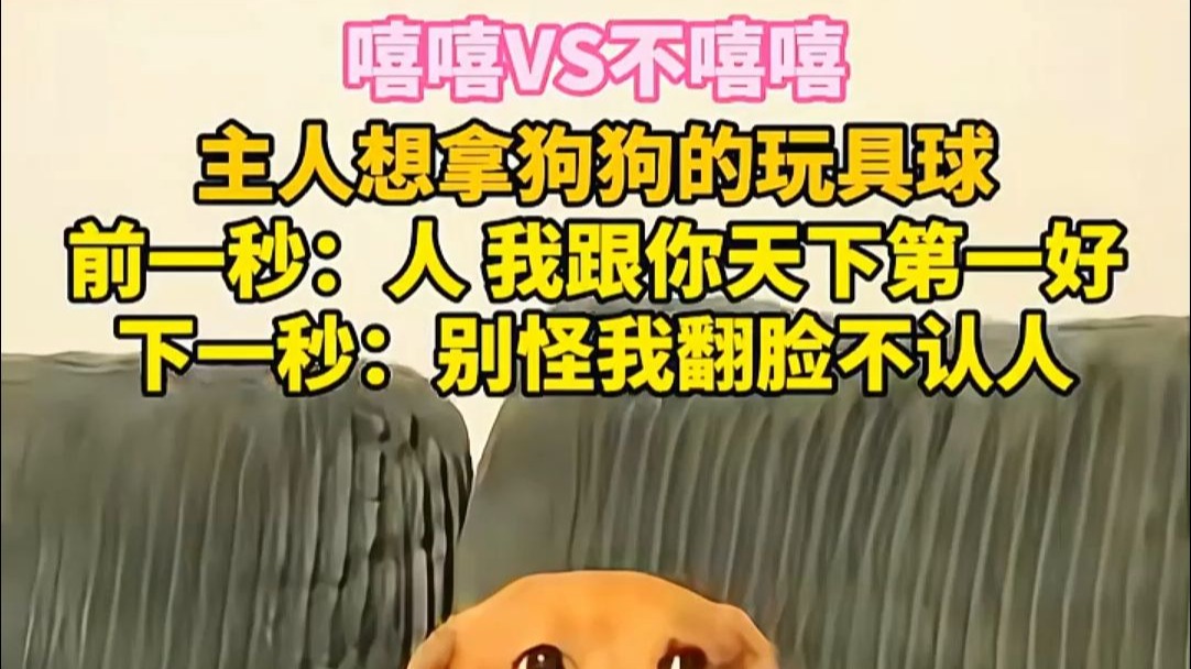 嘻嘻VS不嘻嘻，主人想拿狗狗的玩具球，前一秒：人 我跟你天下第一
