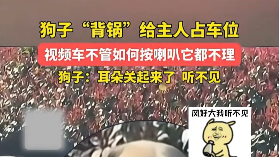 狗子给主人占车位，旁边的车摁喇叭它假装听不见 ，一看就是惯犯！