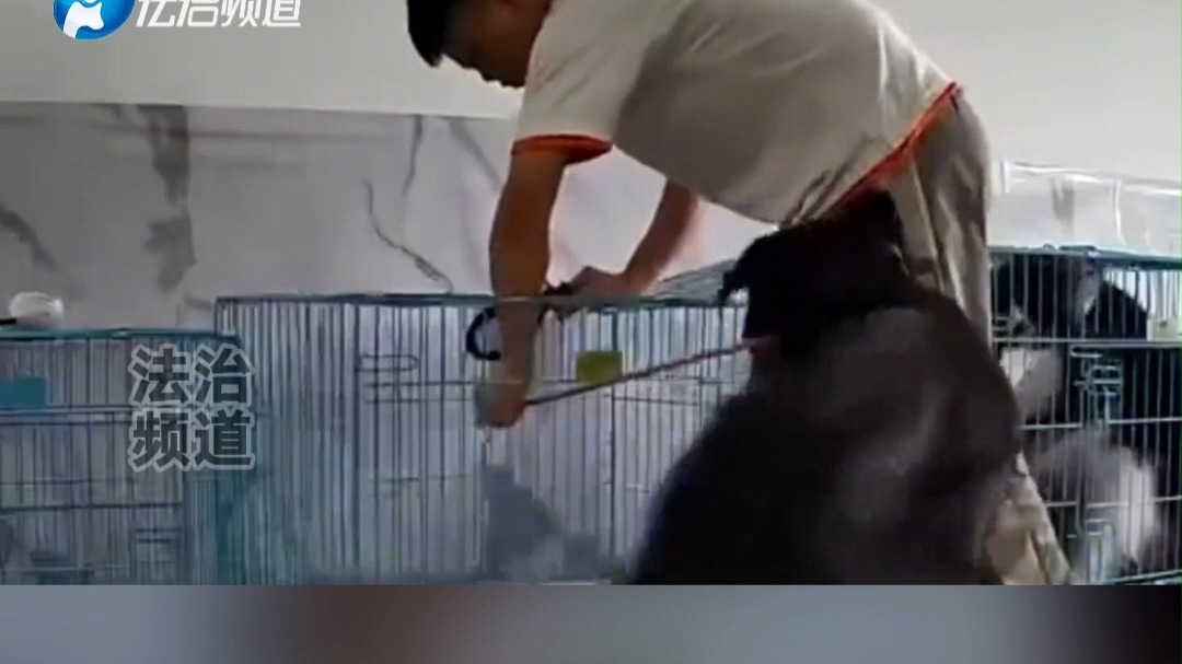 主人准备把狗关进笼子狗突然咬人 直接对着狗就是一拳 网友：这