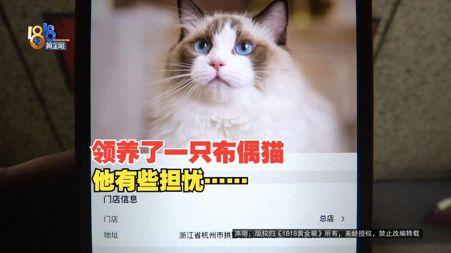 【1818黄金眼】商场领养布偶猫，四个月后有担忧