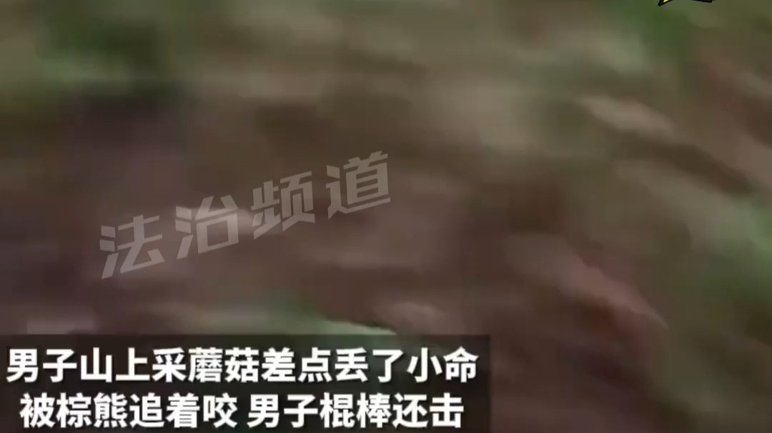 男子山上采蘑菇差点丢了小命 被棕熊追着咬 男子棍棒还击
