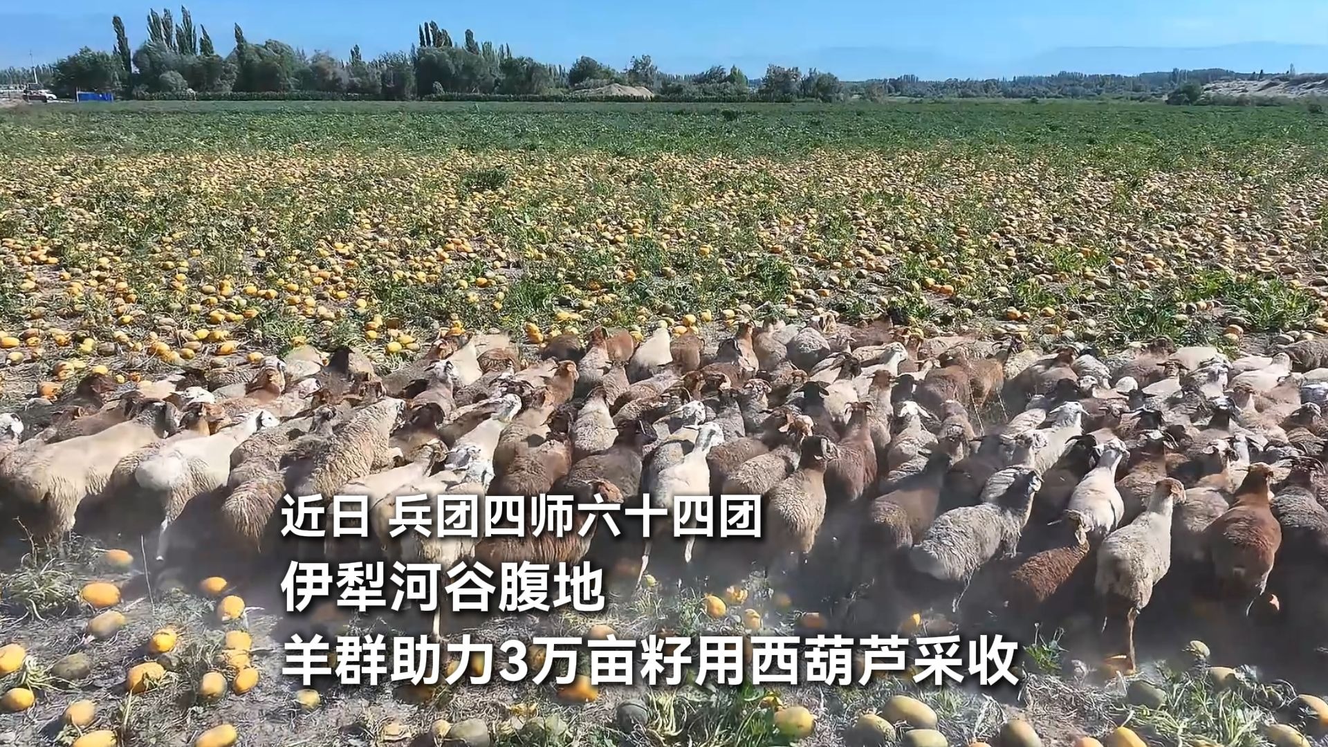 西葫芦成熟季节，兵团职工利用羊群对西葫芦瓜蔓进行踩踏，便于后