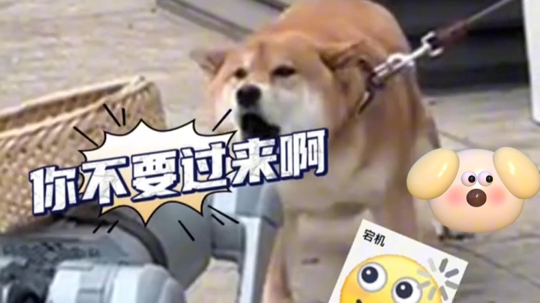 当机器狗遇上真狗！真狗：你不要过来啊！