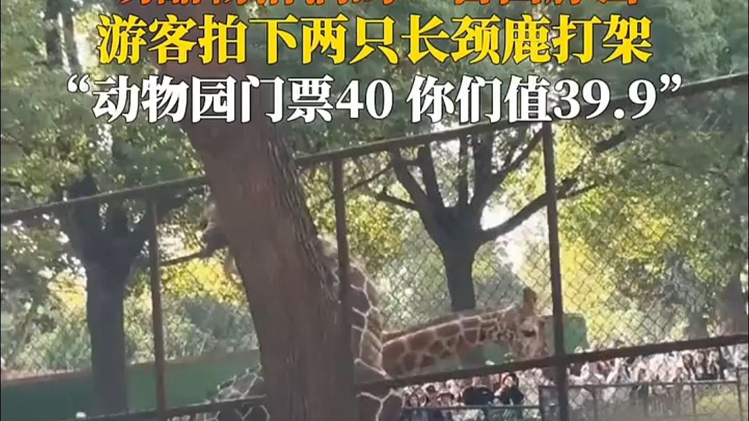 值回票价！3月22日，南京。长颈鹿打架，妥妥的“自由脖击”！