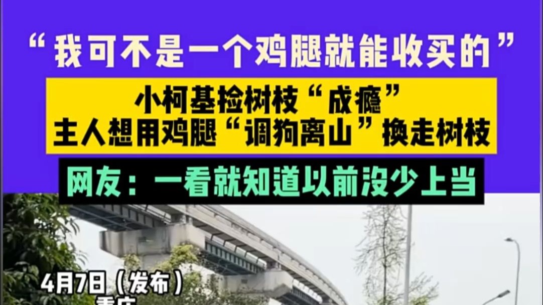 “我可不是一个鸡腿就能收买的”，小柯基捡树枝“成瘾”，主人想