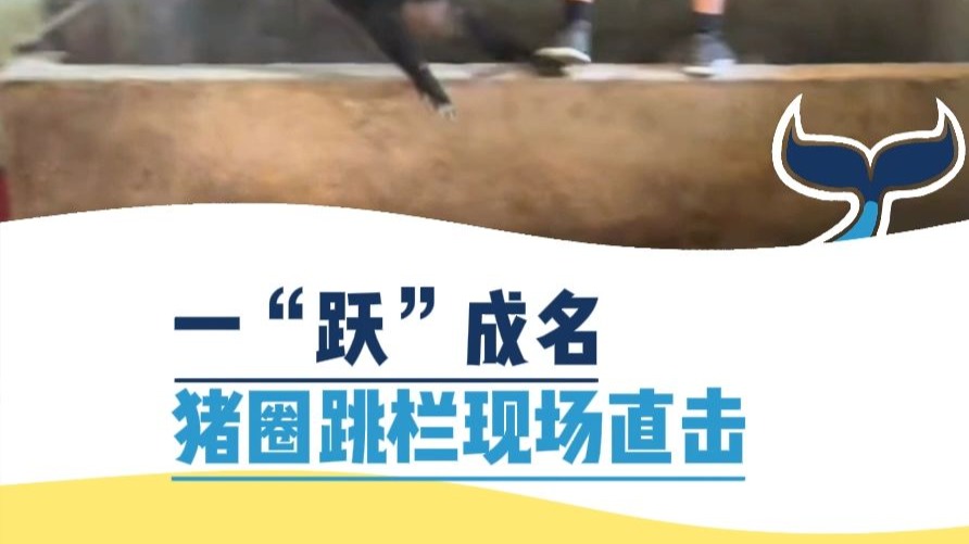 一“跃”成名，猪圈跳栏现场直击