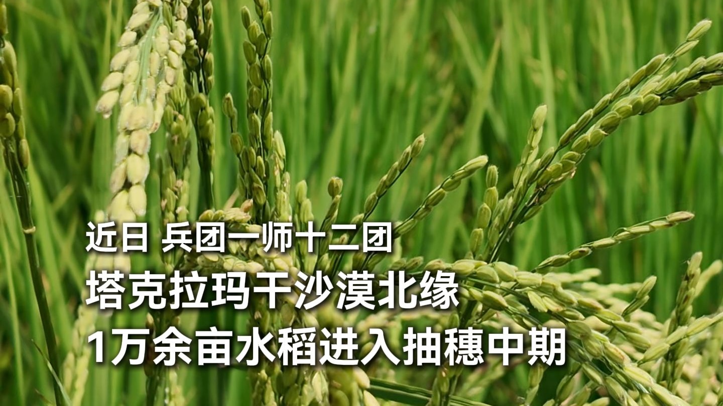 塔克拉玛干沙漠边缘，万亩水稻绿意盎然，好一幅田园风光图。
