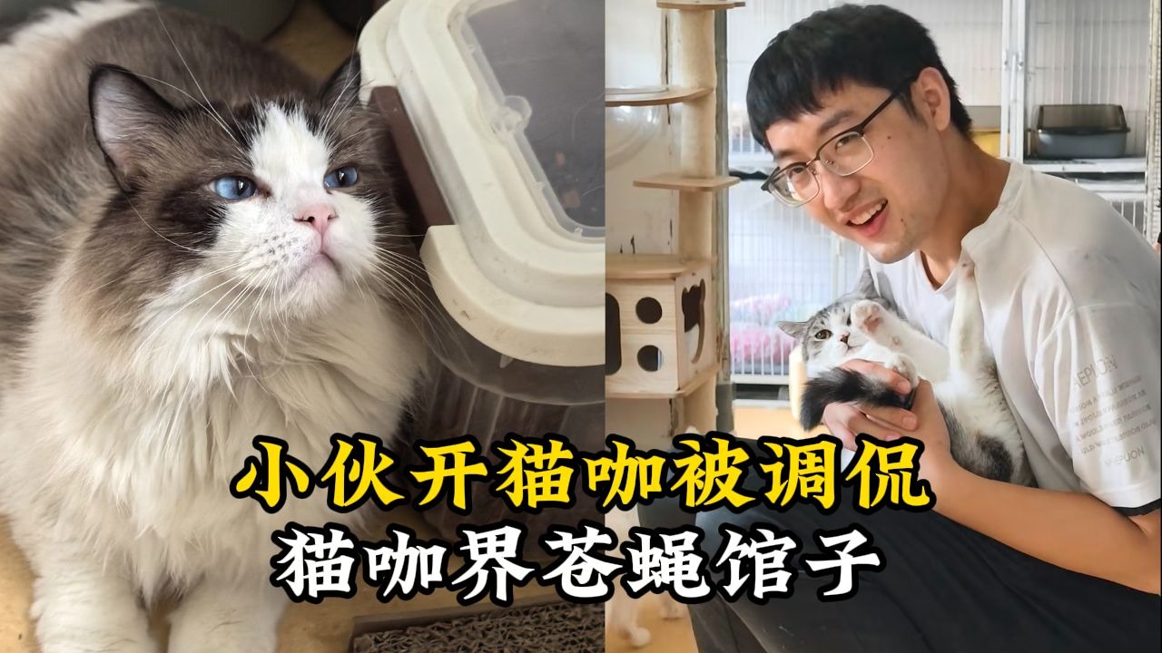 小伙开猫咖被调侃猫咖界苍蝇馆子