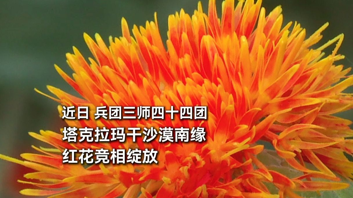 近日，兵团三师四十四团，塔克拉玛干沙漠南缘，红花竞相绽放。