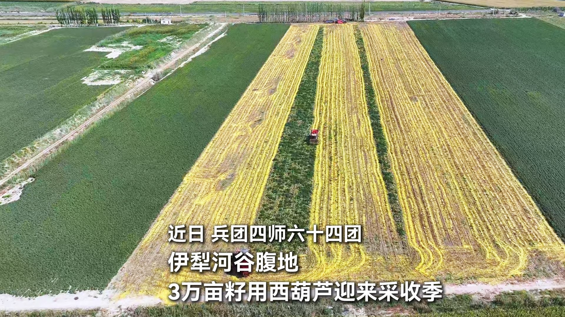 四师六十四团3万亩籽用西葫芦迎来采收季