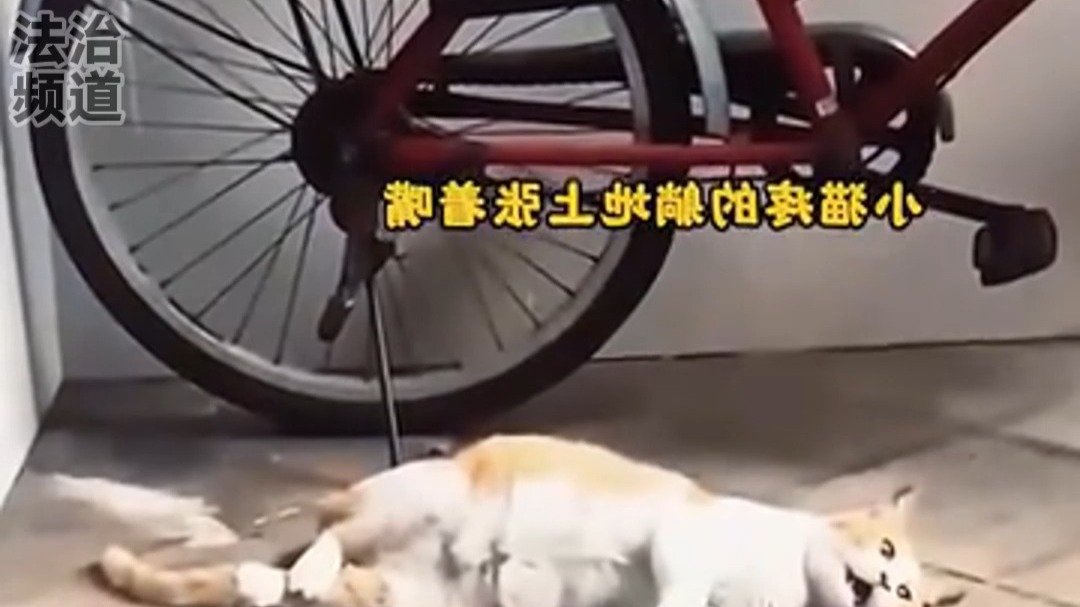 天使在人间！快递站惊现濒危孕猫 她的举动让全网破防