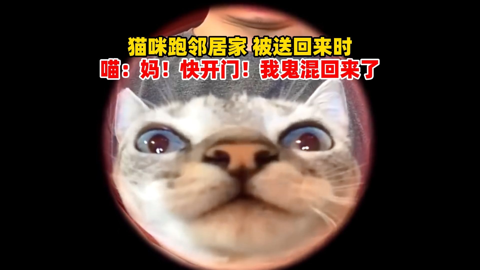 猫咪跑邻居家，被送回来时，“它开着摩托就回来了”，喵：妈！快开门！我