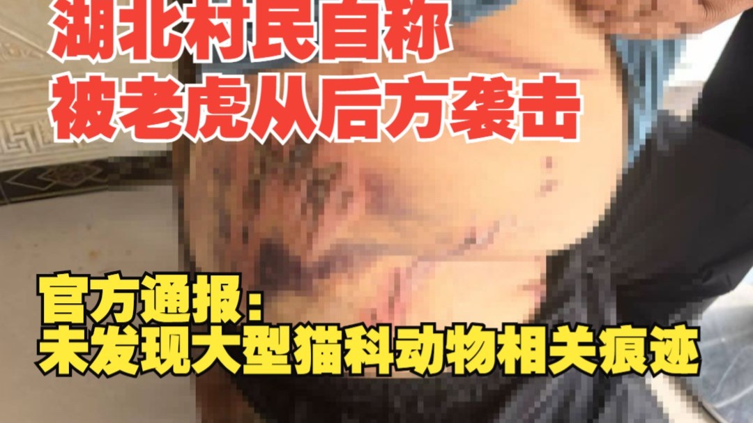 湖北村民自称被老虎从后方袭击，官方通报：未发现大型猫科动物相