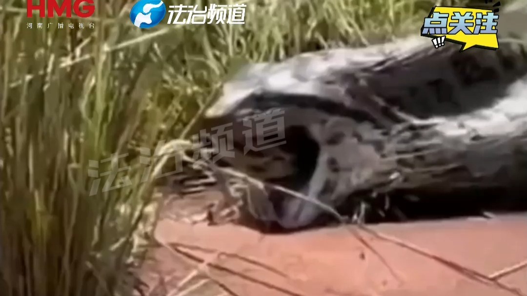 网友在河边遇到大蟒蛇 正在活吞一条小蟒蛇