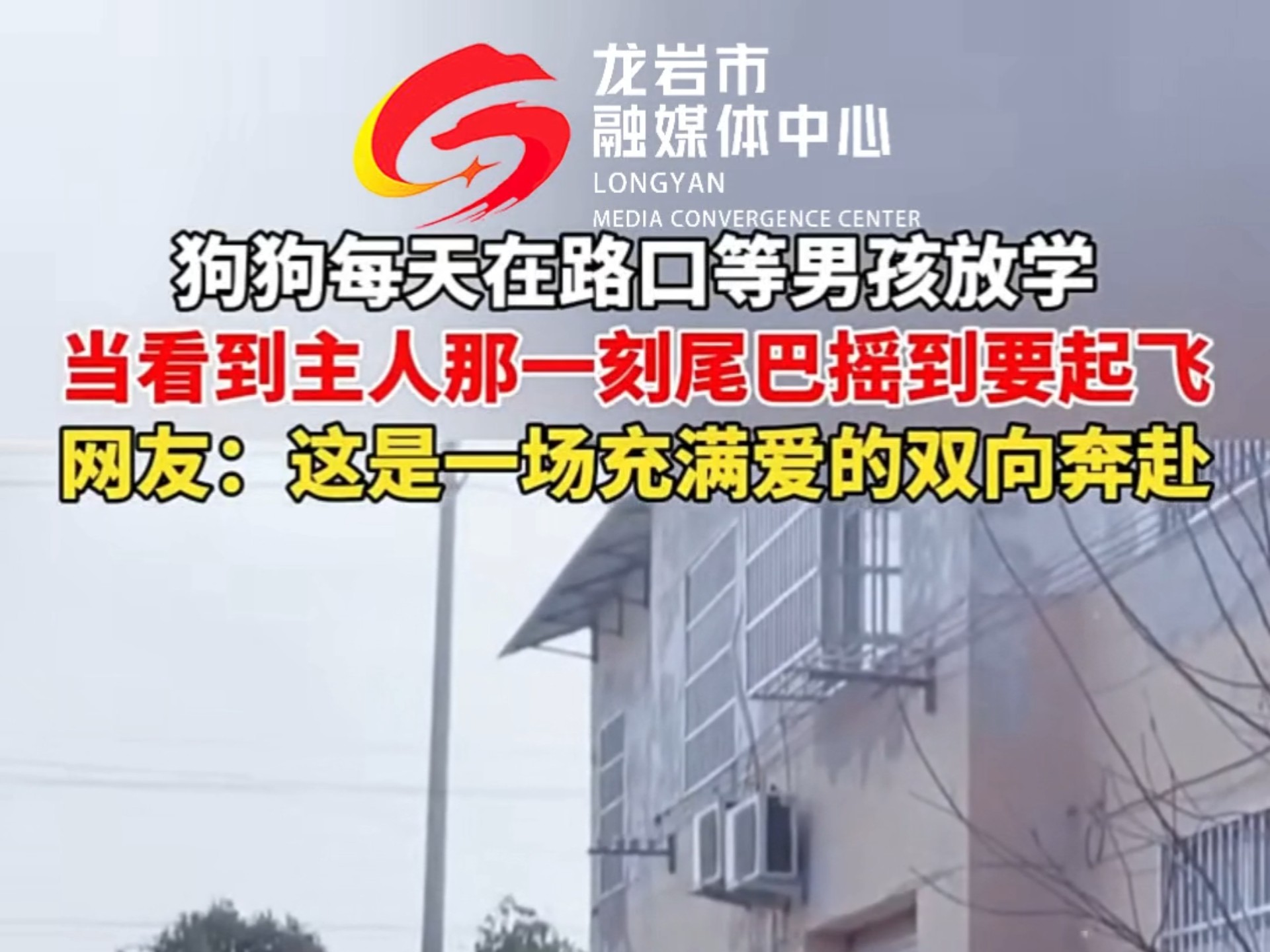 小狗每天准时坐在村口等小主人放学，这是一场充满爱和温暖的双