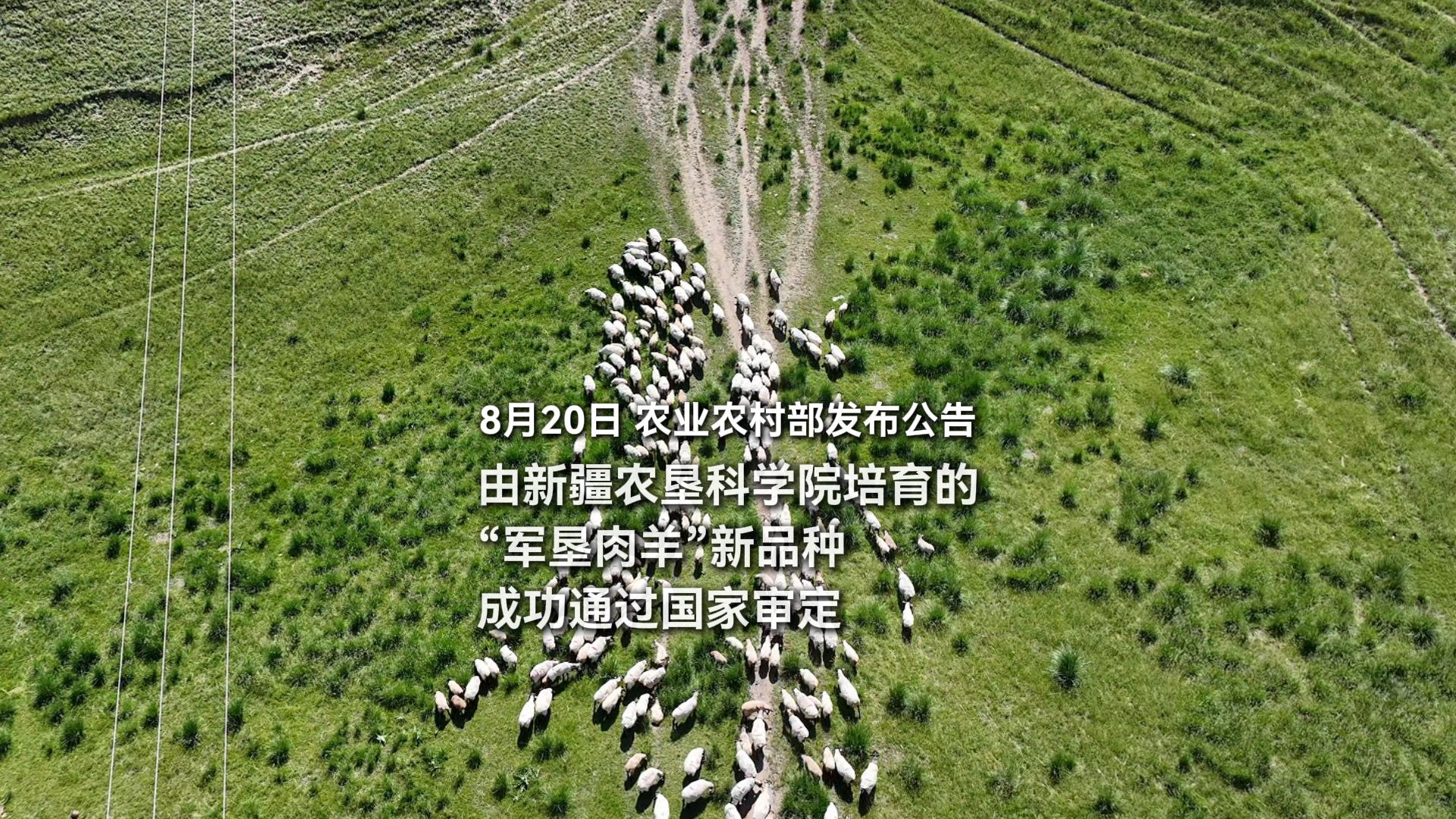 8月20日，农业农村部发布公告，由新疆农垦科学院培育的“军垦肉